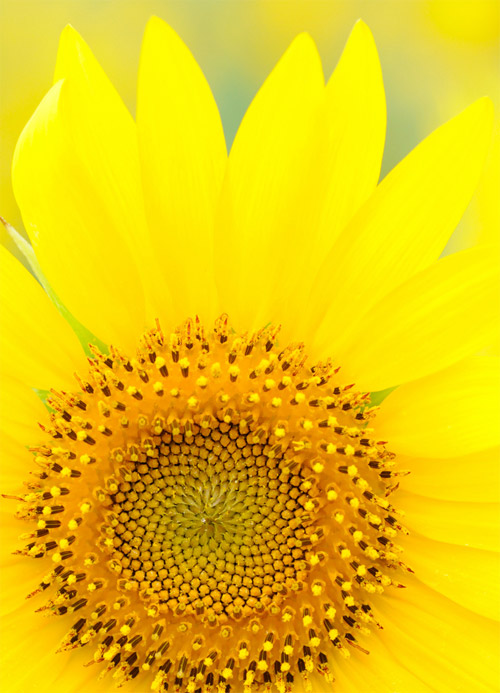 HoaHướngDươngrựcrỡsắcvàngtrongnắng|hoahuongduong|Sunflower(7)