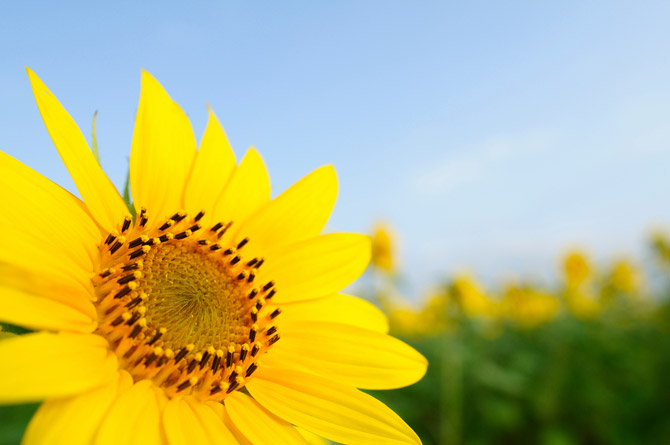 HoaHướngDươngrựcrỡsắcvàngtrongnắng|hoahuongduong|Sunflower(6)