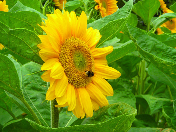 HoaHướngDươngrựcrỡsắcvàngtrongnắng|hoahuongduong|Sunflower(4)