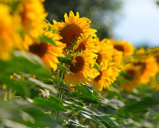 HoaHướngDươngrựcrỡsắcvàngtrongnắng|hoahuongduong|Sunflower(3)