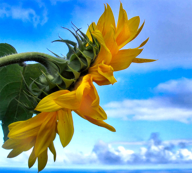 HoaHướngDươngrựcrỡsắcvàngtrongnắng|hoahuongduong|Sunflower(8)