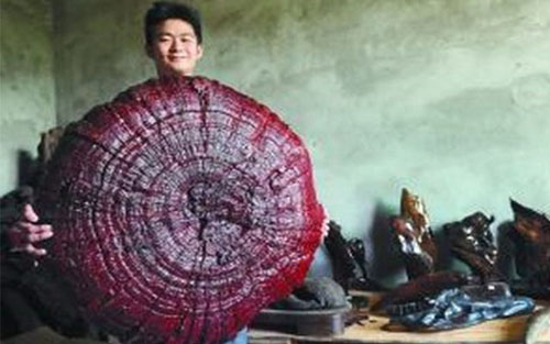 Nấm linh chi có đường kính 92 cm. Ảnh: Shanghaiist