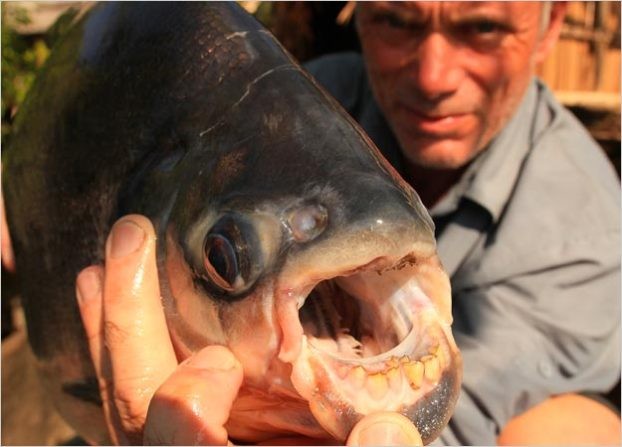 Cá pacu chủ yếu xuất hiện ở Nam Mỹ. Loài cá này có sở thích quái dị là chuyên ăn tinh hoàn người do nhầm lẫn với một loại hạt ưa thích của chún