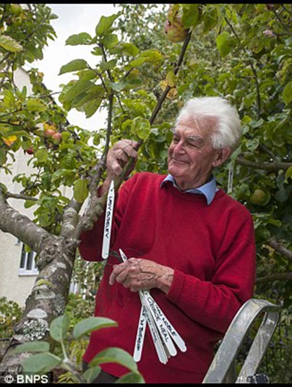 Một người làm vườn ở Anh đã sử dụng phương pháp chiết cành để ghép lai tạo ra 50 giống táo khác nhau trên cùng một thân cây.