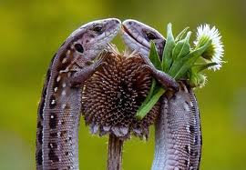 Thằn lằn cũng biết… tặng hoa? Thằn lằn cũng biết yêu, tặng hoa ?