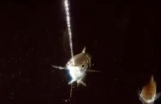 Cá Archer săn mồi bằng cách bắn nước Cá Săn mồi bằng cách bắn nước