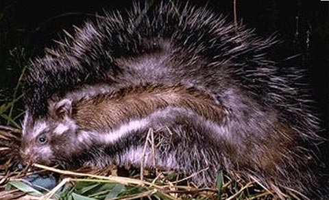 Loài chuột nhím ở Đông Phi biết tự tạo lớp áo bảo vệ tẩm độc từ cây cối chuot nhim dong phi