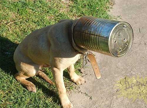 Pha mắc kẹt ngộ nghĩnh của loài vật loai vat, ngo nghinh, ngộ nghĩnh, mac ket, mắc kẹt, động vật, dong vat, hai huoc, dang yeu