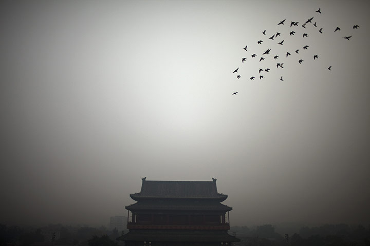 Một đàn chim bay gần tháp Drum ở Bắc Kinh, Trung Quốc.