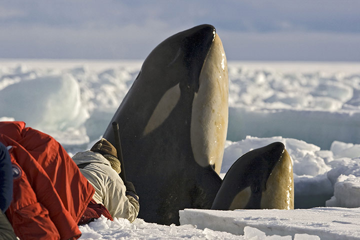 Hai mẹ con cá voi sát thủ chui đầu lên khỏi một lỗ băng ở Nam Cực.