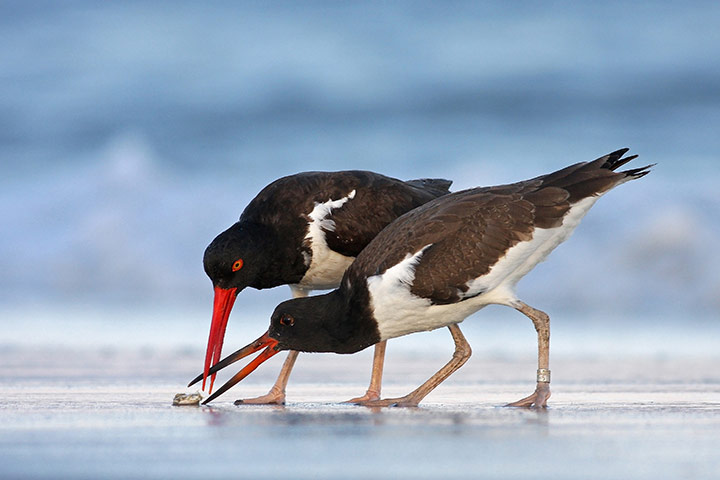 Hai con chim bắt cá trên bãi biển ở đảo Long, New York, Mỹ.
