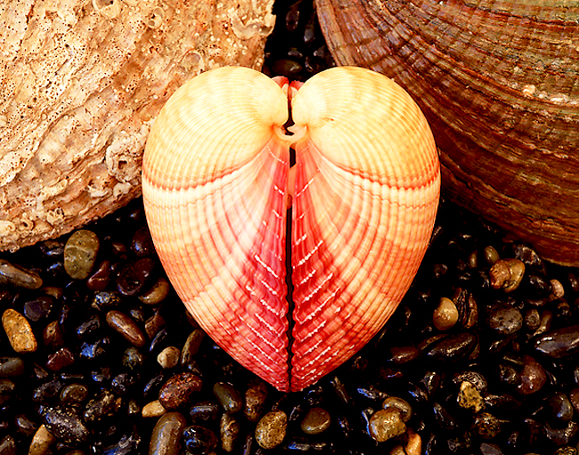 Những vỏ sò dạt dào tình yêu của biển sea_shells_pictures_13