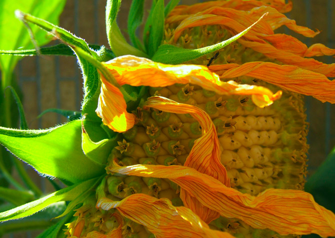 Hoa Hướng Dương rực rỡ sắc vàng trong nắng | hoa huong duong | Sun flower (16)