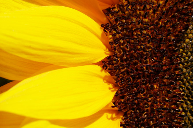 Hoa Hướng Dương rực rỡ sắc vàng trong nắng | hoa huong duong | Sun flower (12)