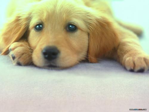 “Không có giá tiền cho tình yêu !” Cún con mắt buồn !