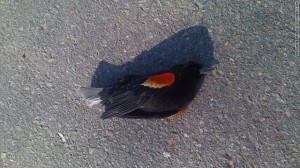 Chim chết hàng loạt: Điềm báo lạ đầu năm mới? (1)