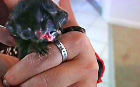 Mèo con hai đầu chào đời tại mỹ Mèo con hai đầu