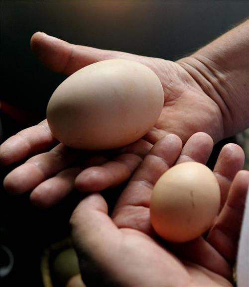 Quả trứng gà khổng lồ vừa được phát hiện