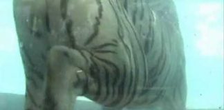 Ngắm vẻ dũng mãnh của hổ trắng dưới …làn nước