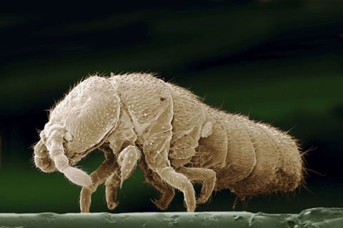 Những con vật kỳ lạ nhất ở Nam Cực