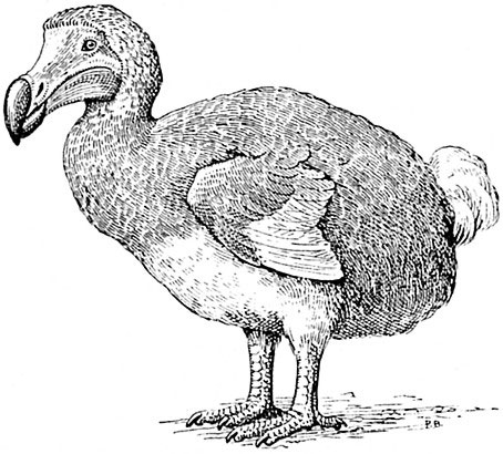 Chim Dodo (Raphus cucullatus) -  tuyệt chủng từ cuối thế kỷ 17