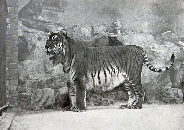 Hổ Caspian (Pantheratigris virgata) - tuyệt chủng từ năm 1970