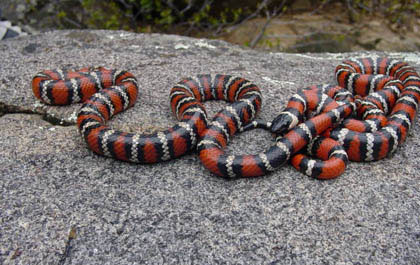 Khám phá về loài “rắn vua” 3 màu tuyệt đẹp trên núi cao (5)