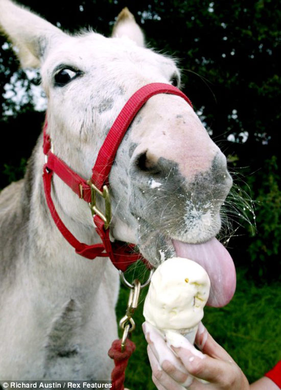 Chú ngựa ở nông trang Pennywell, Devon (Anh) giải khát bằng kem.