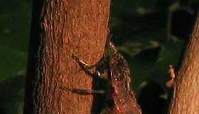 Làm sao mà đom đóm lại có thể phát sáng được?