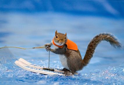 Ấn tượng với chú sóc biểu diễn trượt nước