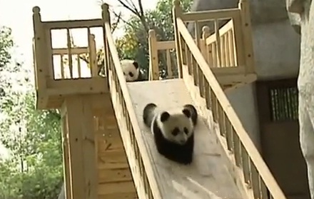 Gấu trúc “siêu quậy” chơi cầu trượt