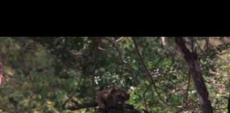 Chết cười với động vật “say xỉn”