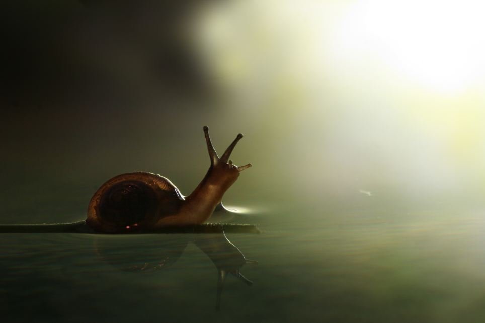 Xem kiến, ốc sên trổ tài ‘đi’ trên mặt nước