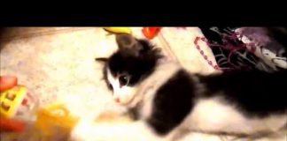 Mèo 2 chân gây “sốt” mạng