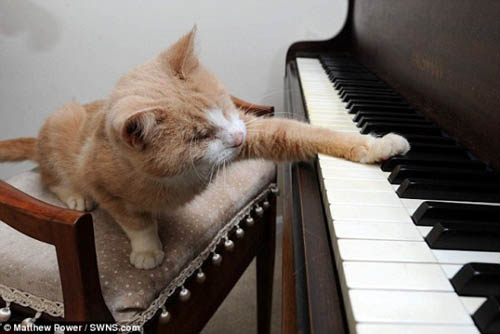 Chú mèo mù mê đàn piano (4)