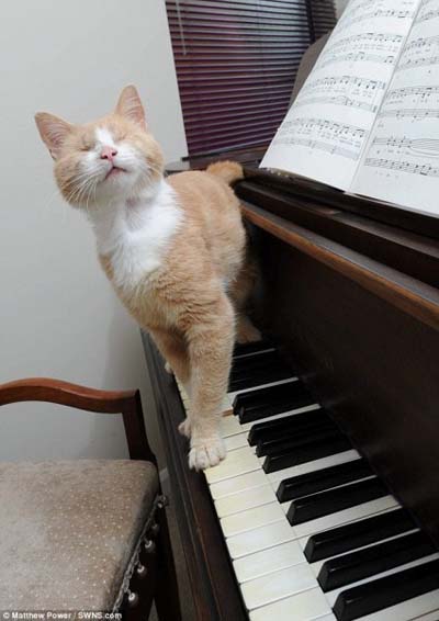 Chú mèo mù mê đàn piano (1)