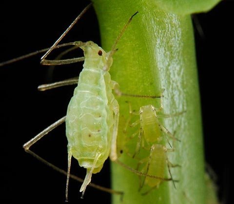 Rệp đậu Acyrthosiphon pisum có khả năng quang hợp như cây cối. Ảnh: Live Science