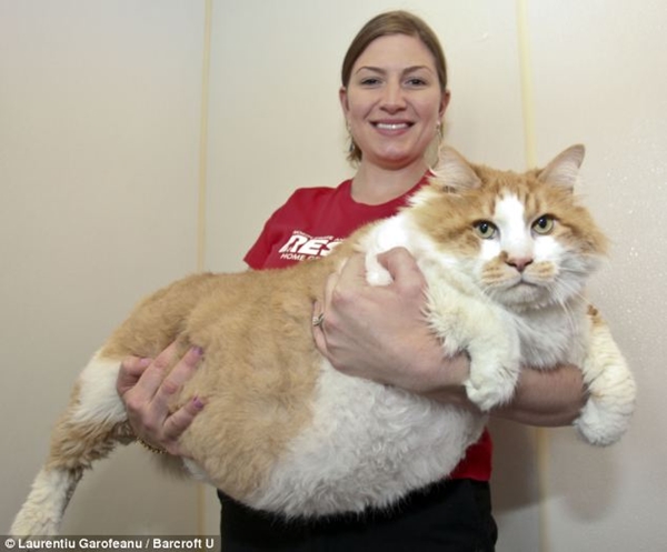 Chú mèo Garfield sống New York, Mỹ hiện đang giữ vị trí con mèo béo nhất thế giới với cân nặng gần 19kg.