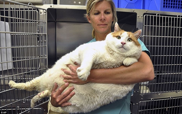 Bác sĩ thú y Jennifer Steketee đã lập kế hoạch giảm cân cho Meow.