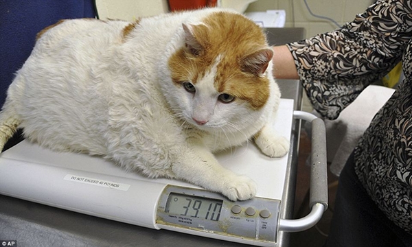 Meow đã tăng cân liên tục suốt thời gian qua, hiện tại chú mèo này nặng gần 40 pound (khoảng 18kg).