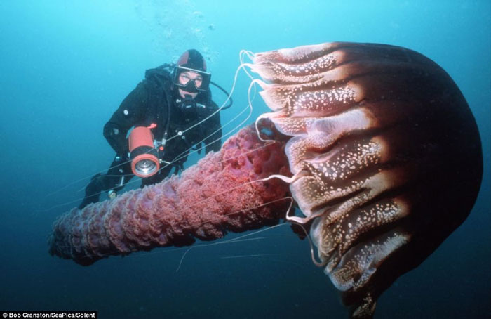 Con sứa khổng lồ biển California, Thái Bình Dương có kích thước gấp đôi chiều cao của người đàn ông trưởng thành với những chiếc xúc tua nguy hiểm.