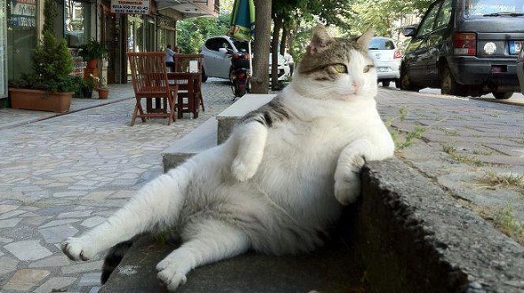 Ảnh vui mèo: những chú mèo béo