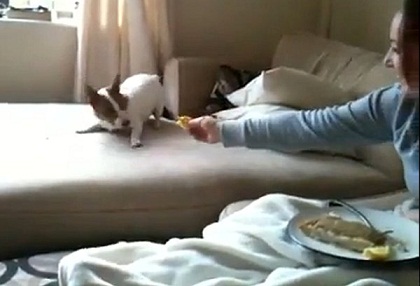 Phì cười với chú chó thử ăn…chanh