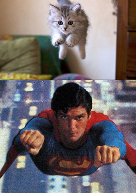 Superman | Ảnh vui mèo