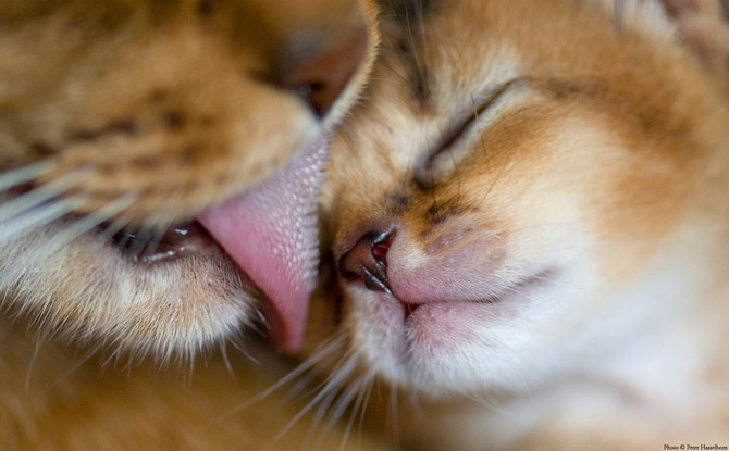 Hãy cùng ngắm những hình ảnh cực kì tình cảm của bé mèo mẹ và các bé mèo con nhé (4)