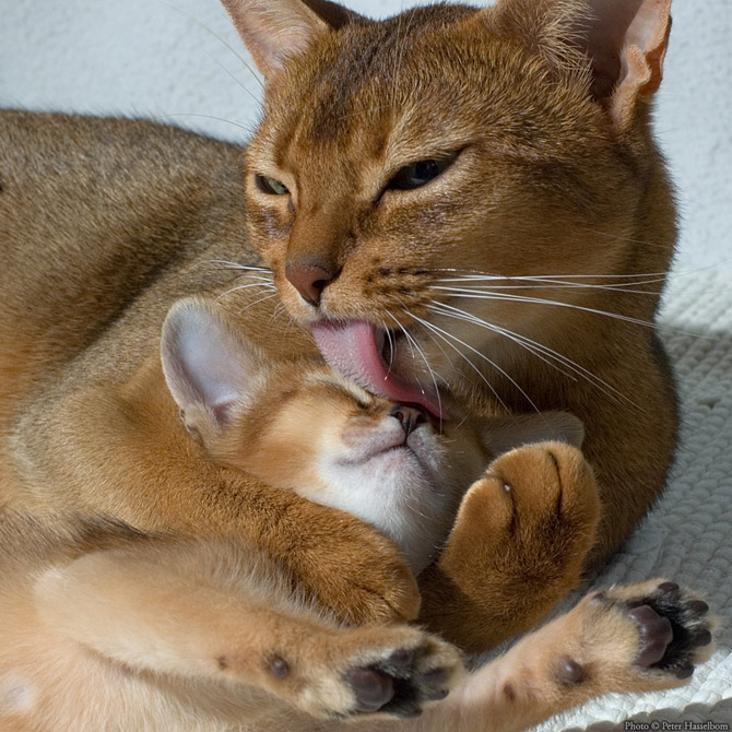 Hãy cùng ngắm những hình ảnh cực kì tình cảm của bé mèo mẹ và các bé mèo con nhé (8)
