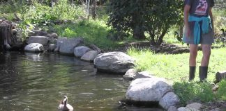 Khi các chú vịt sợ…nước