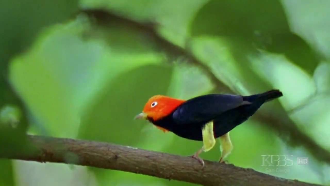 Chim nhảy giật lùi như Michael Jackson