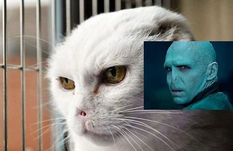 Ảnh vui loài mèo và những bộ phim nổi tiếng