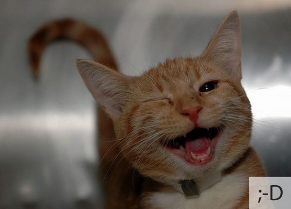 Thú vị: mèo biểu cảm như 'Emoticons' | chủ đề mèo | Thú vị (20)